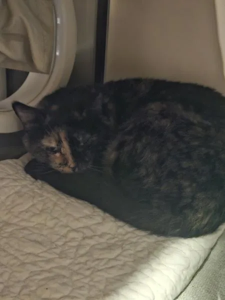 An adult medium-sized female Domestic Short Hair cat named Jrmaitake for adoption in San Diego, CA