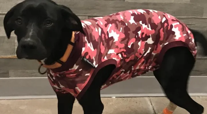 A young medium-sized female Black Labrador Retriever dog named Paris for adoption in Buena Vista, CO