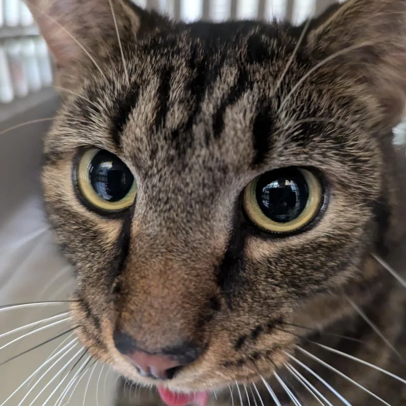 An adult large-sized male Brown / Chocolate Domestic Short Hair cat named Appa for adoption in Charlottesville, VA