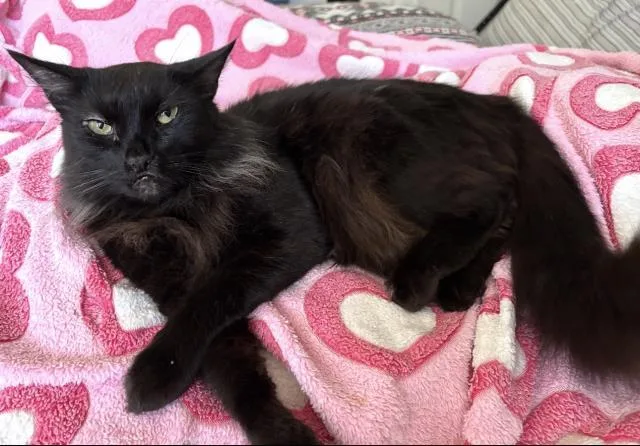 An adult medium-sized male Domestic Long Hair cat named Luca for adoption in San Pedro, CA