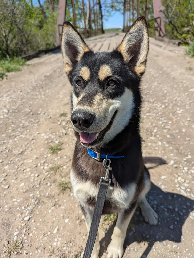 A young large-sized male Husky dog named Teddy for adoption in Lincoln, NE