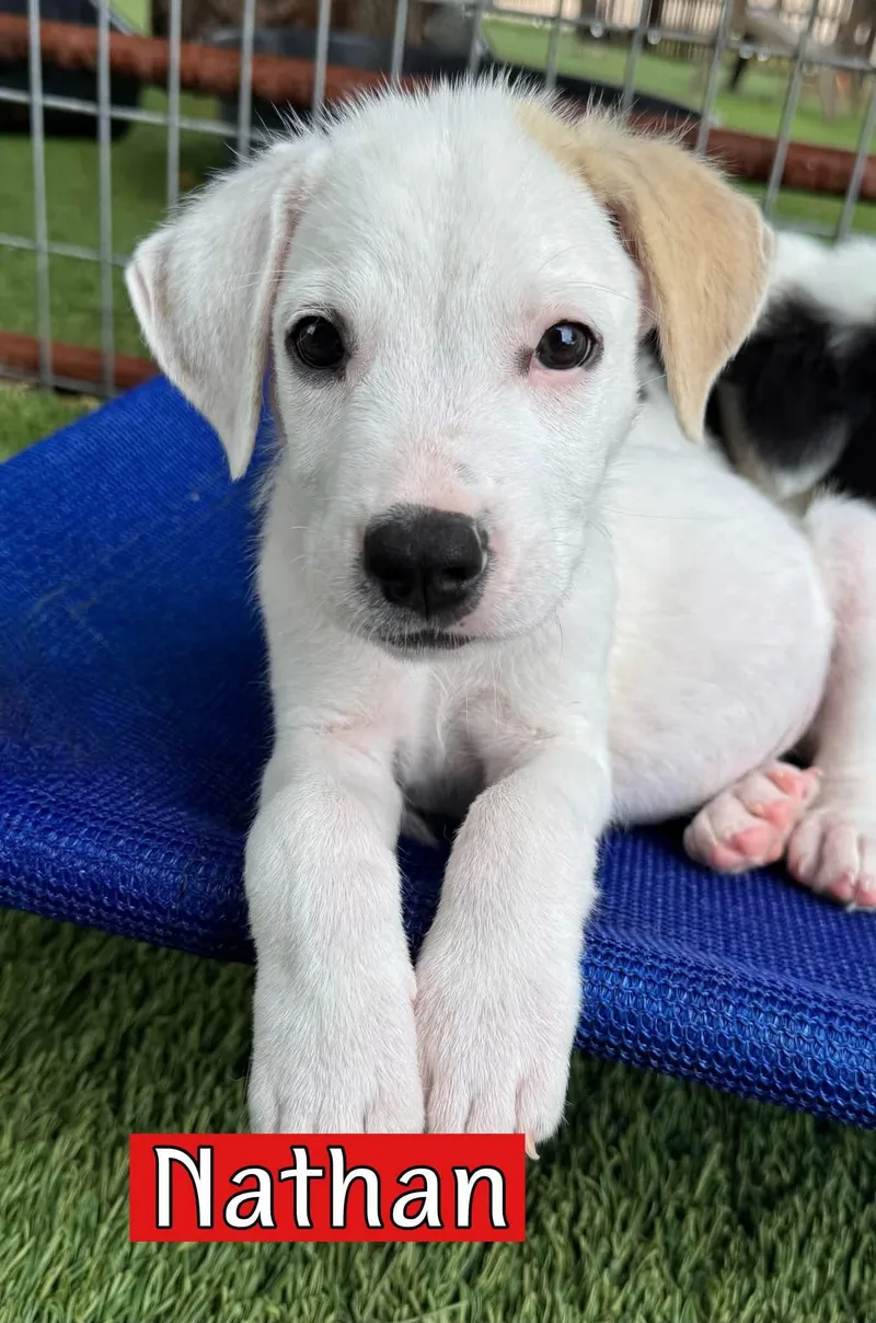 A baby medium-sized male Labrador Retriever dog named Nathan for adoption in Keller, TX