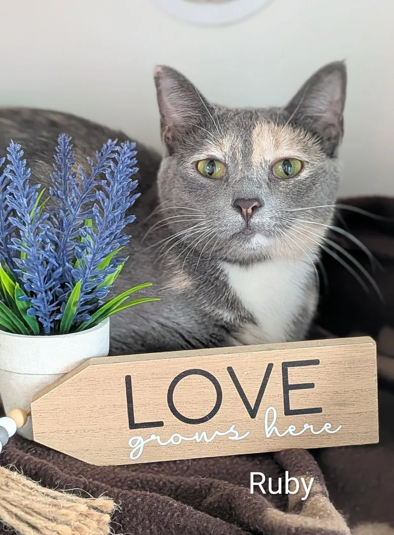 An adult medium-sized female Tortoiseshell Domestic Short Hair cat named Ruby for adoption in Flint, MI