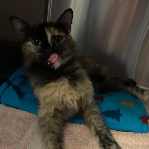 A young small-sized female Black Domestic Long Hair cat named Luna for adoption in Dayton, OH