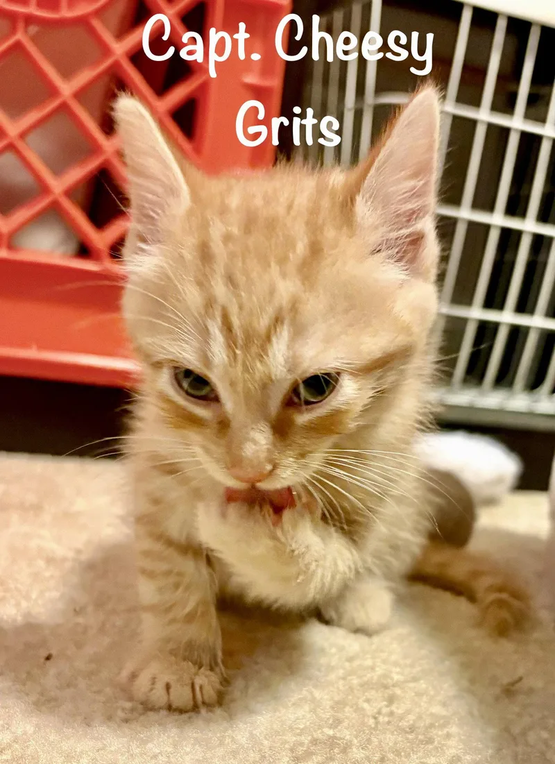 A baby medium-sized male Orange / Red Domestic Short Hair cat named Capt Cheesy Grits for adoption in Reston, VA