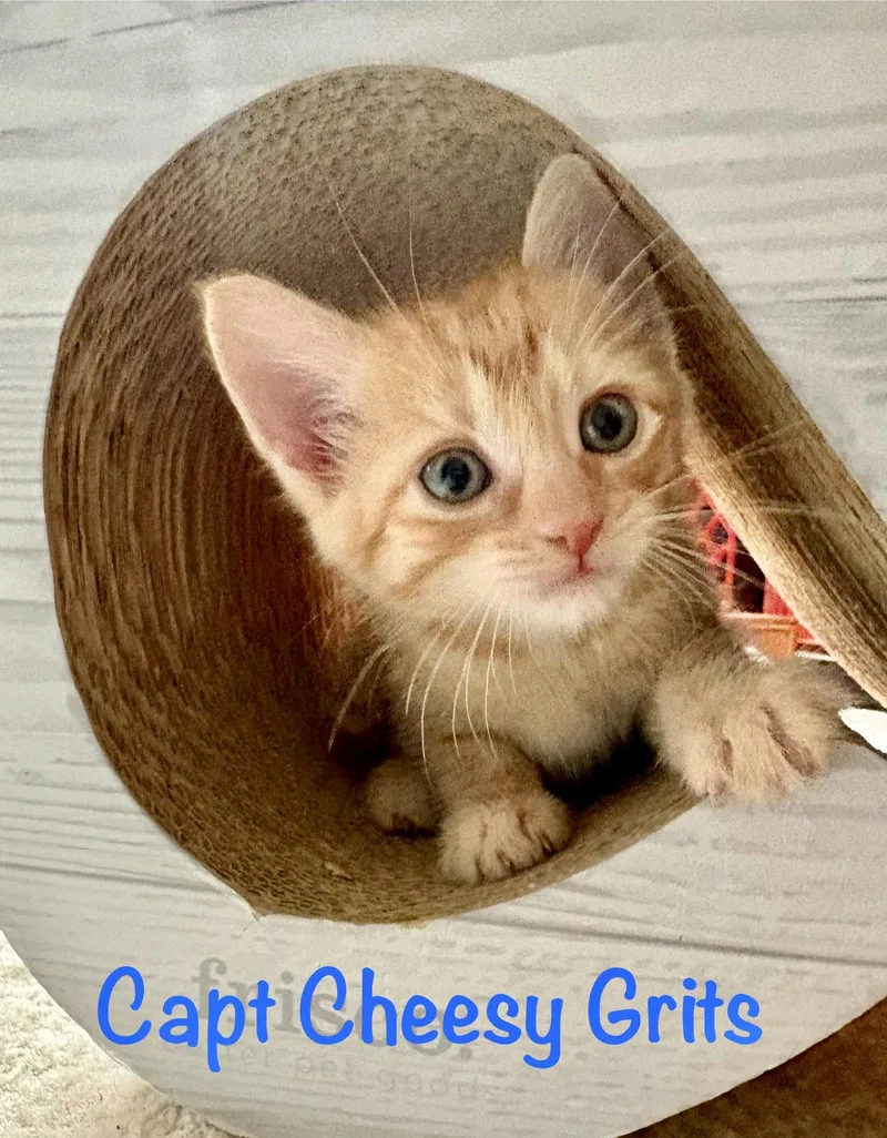 Capt Cheesy Grits thumbnail 3
