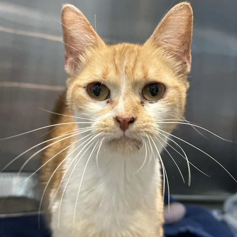 A senior small-sized female Orange / Red Domestic Short Hair cat named Mosquito for adoption in Matteson, IL