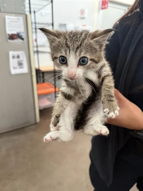 A baby small-sized male Domestic Short Hair cat named Doonie for adoption in Dallas, TX