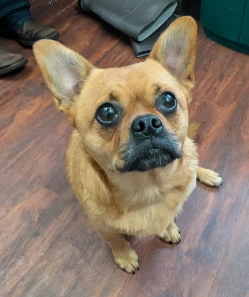 A young medium-sized female French Bulldog dog named Tila for adoption in Ellijay, GA