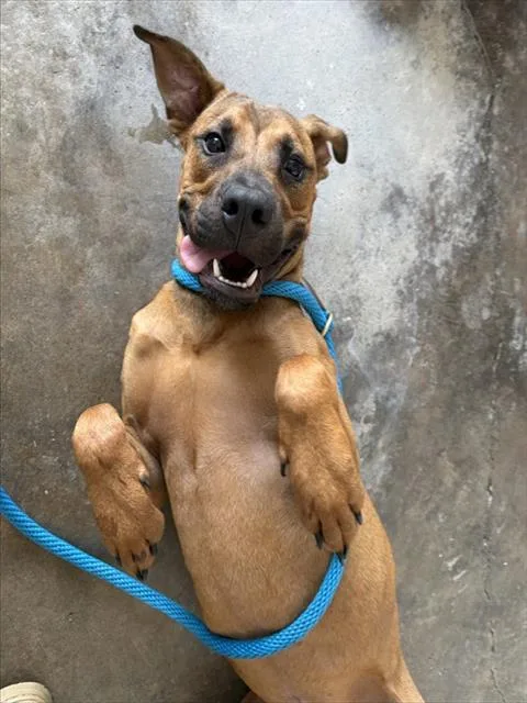 A young medium-sized male Black Mouth Cur dog named Arlo for adoption in Sugar Land, TX