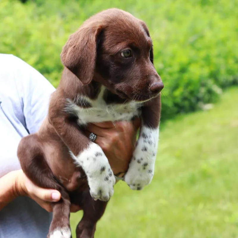 A baby medium-sized male Brown / Chocolate Labrador Retriever dog named CT Coach for adoption in Eastford, CT
