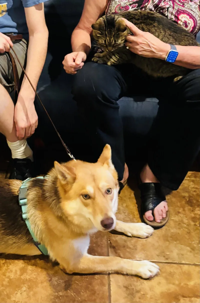 A young medium-sized female Shiba Inu dog named Moda for adoption in Germantown, OH