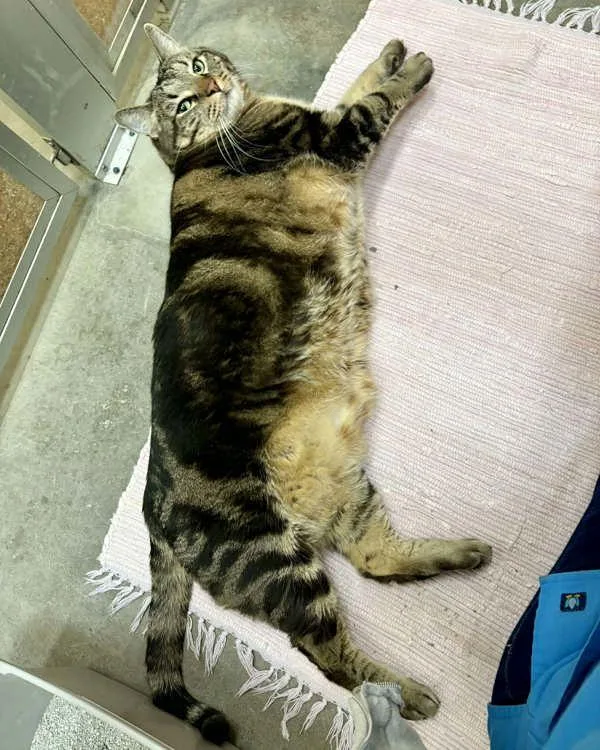 A senior small-sized male Domestic Medium Hair cat named Czar for adoption in Novato, CA
