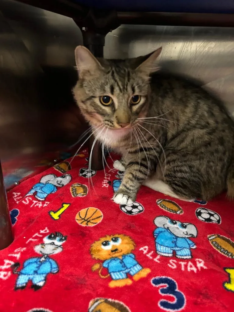 A baby small-sized female Domestic Short Hair cat named Felixrabies Sn for adoption in Chickamauga , GA