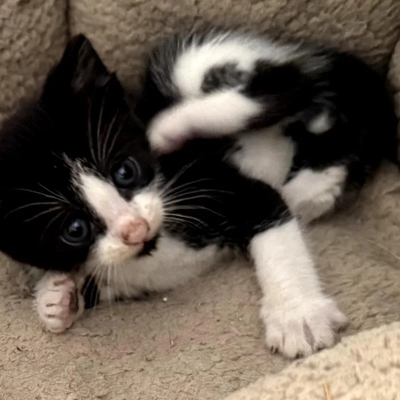 A baby small-sized male Black Domestic Short Hair cat named Orville for adoption in Auburn, AL