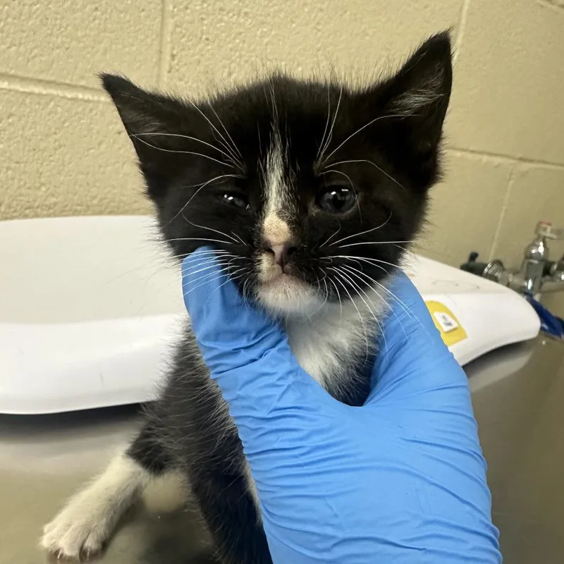 A baby small-sized female Black Domestic Short Hair cat named Keroppi for adoption in Troy, VA