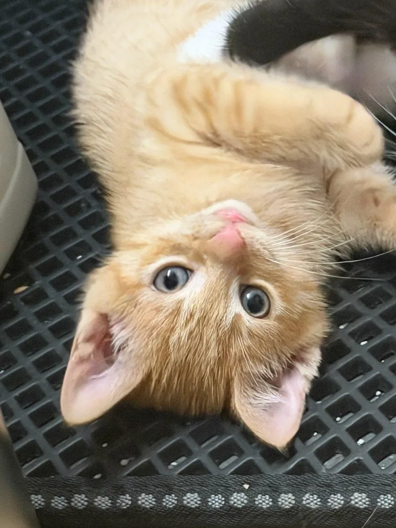A baby medium-sized female Orange & White Domestic Short Hair cat named Bumble for adoption in Terrell, TX