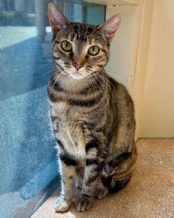 An adult small-sized female Domestic Short Hair cat named Grace for adoption in Novato, CA