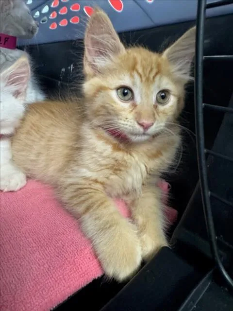 A baby small-sized male Orange / Red Domestic Medium Hair cat named Obee for adoption in Woodland, CA
