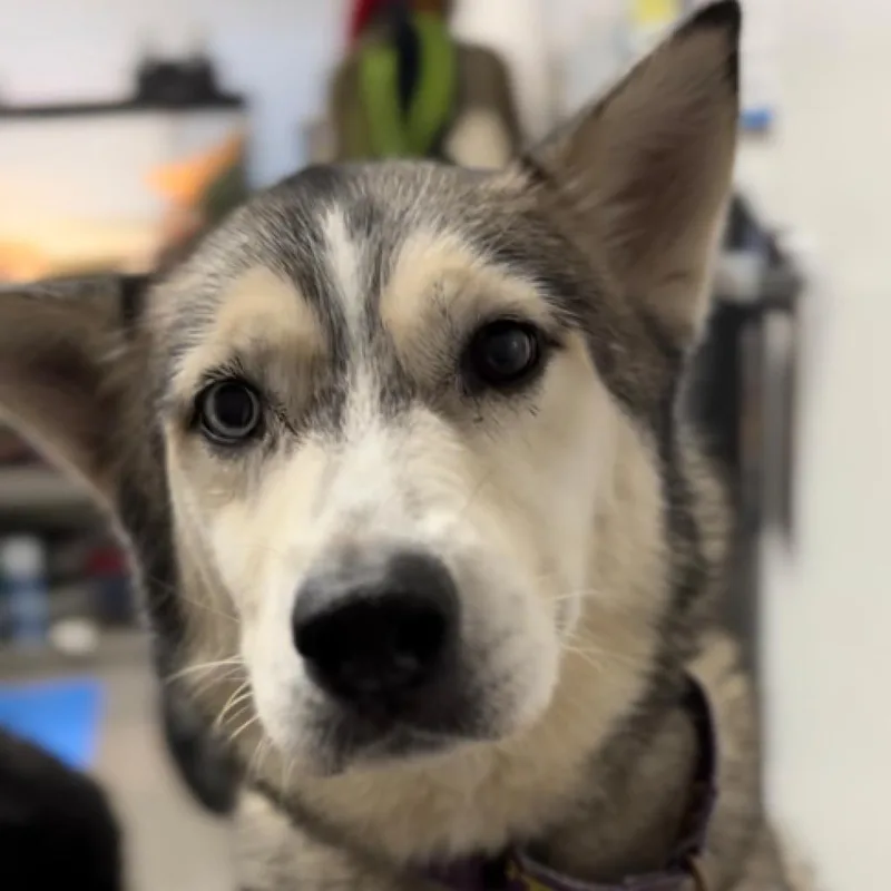 Alaska thumbnail 4