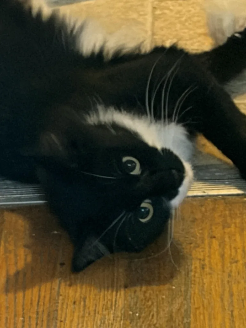 A young medium-sized female Black & White / Tuxedo Domestic Medium Hair cat named Tucker for adoption in Sebastopol, CA