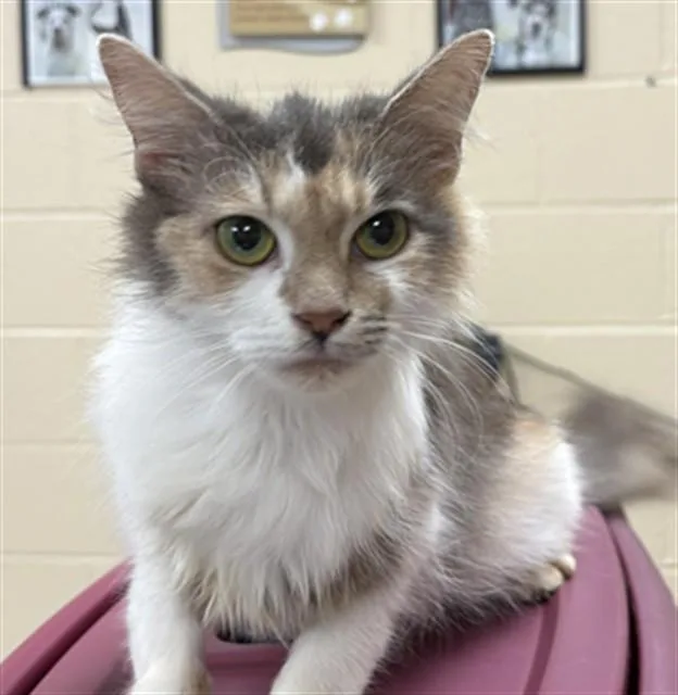 A young small-sized female Domestic Short Hair cat named Timtam for adoption in Aliquippa, PA