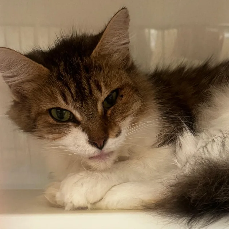 An adult medium-sized female Brown / Chocolate Domestic Short Hair cat named Zooky  Brn and for adoption in Defiance, OH