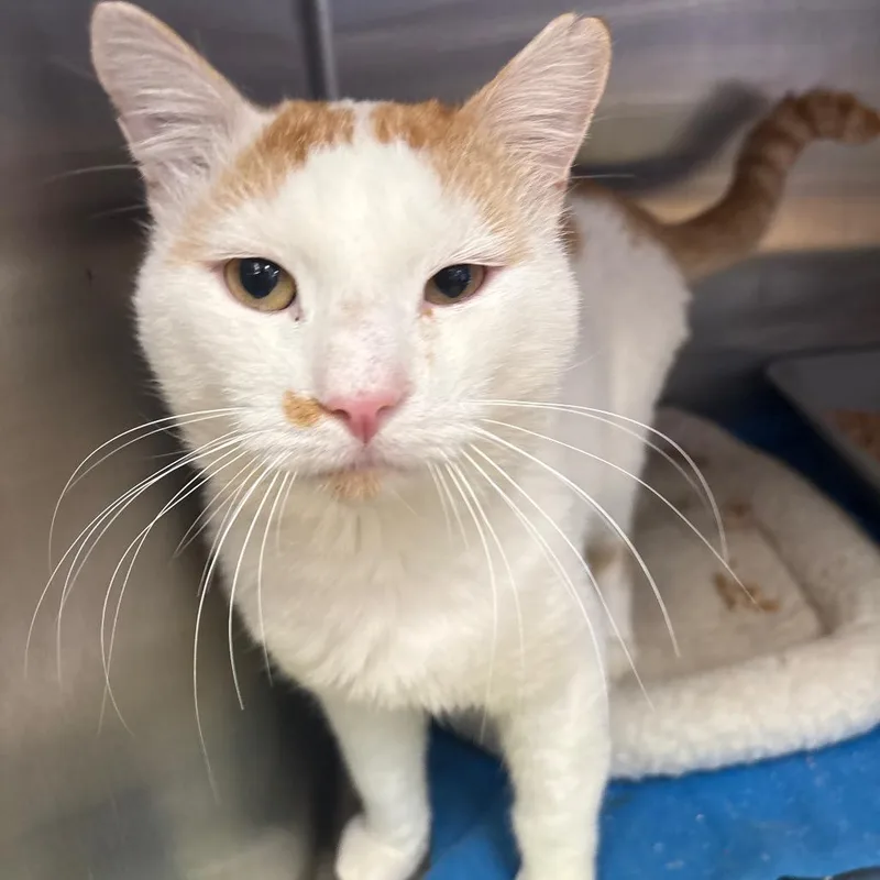An adult medium-sized male Orange / Red Domestic Short Hair cat named Dude for adoption in Spokane, WA