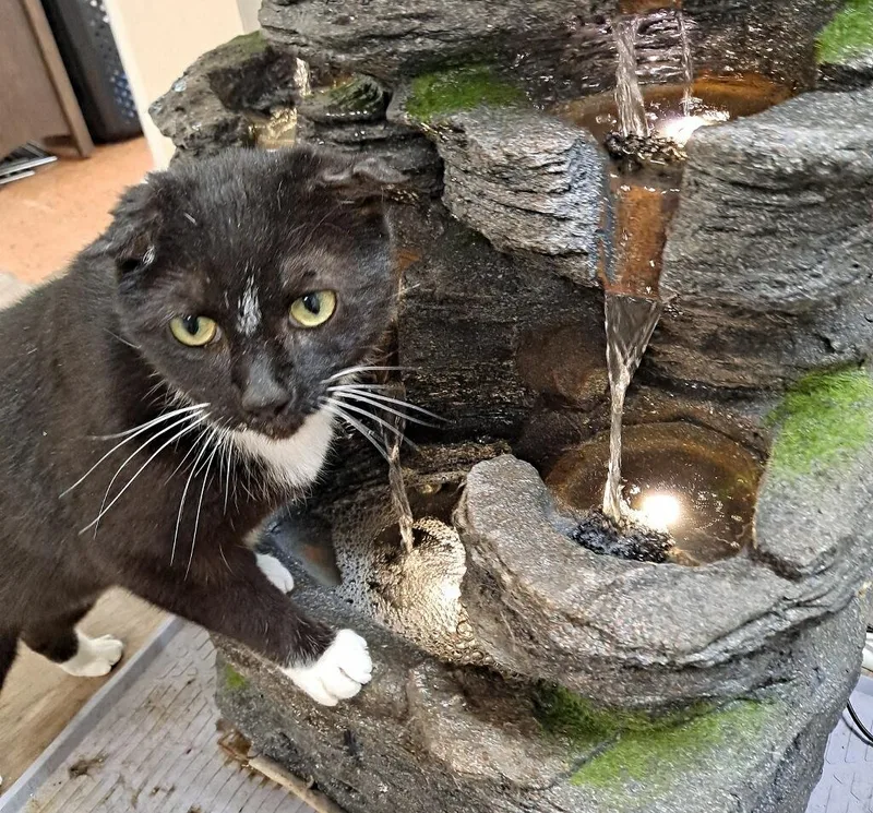 A senior medium-sized male Black & White / Tuxedo Domestic Short Hair cat named Inky for adoption in Galloway, NJ