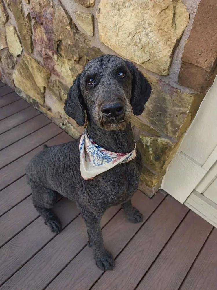 A young large-sized male Black Standard Poodle dog named Onyx for adoption in Shawnee, OK