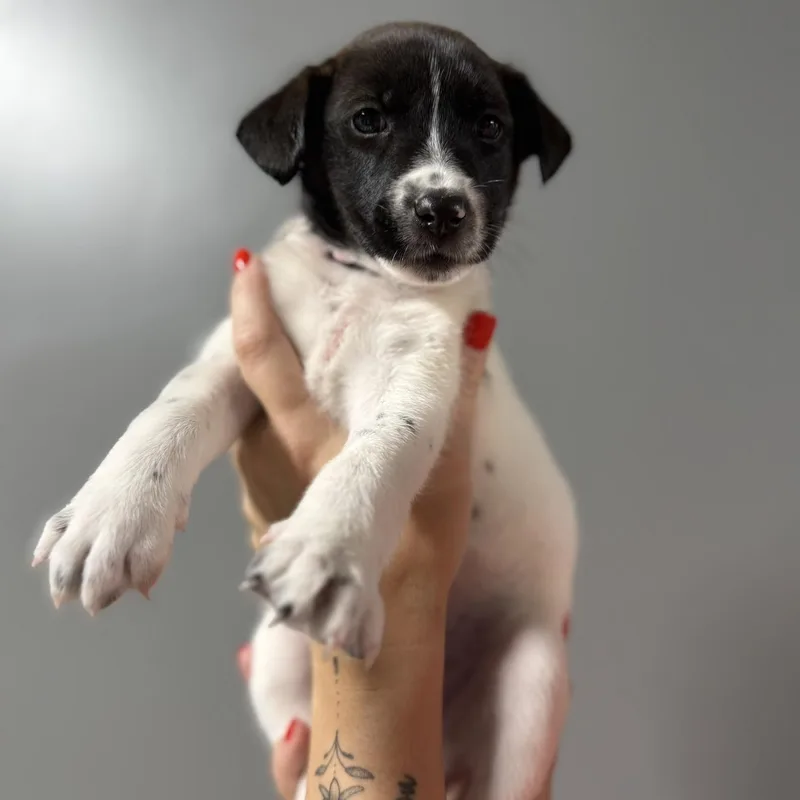 A baby medium-sized female Mixed Breed dog named Gracie for adoption in MYRTLE BEACH, SC