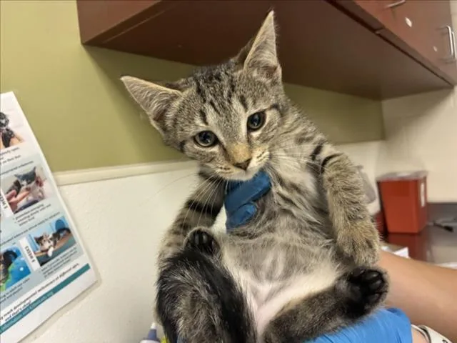 A baby small-sized female Domestic Short Hair cat named Evie for adoption in Chapel Hill, NC