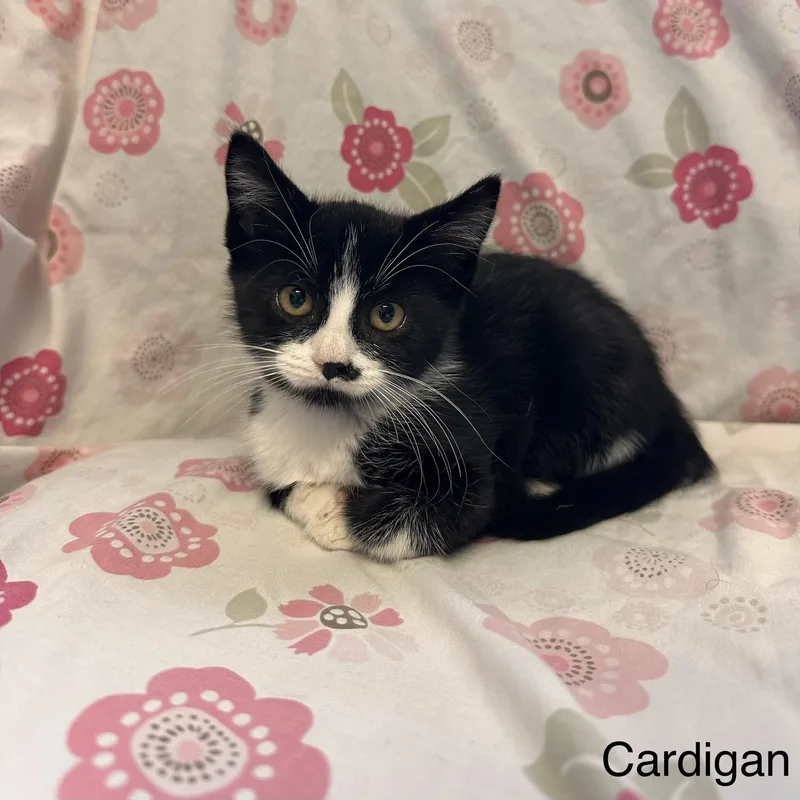 A young medium-sized female Black & White / Tuxedo Domestic Short Hair cat named Cardigan Kohls Litter for adoption in East Northport, NY