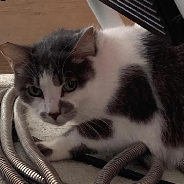 An adult medium-sized female Gray / Blue / Silver Domestic Short Hair cat named Ginger for adoption in Buffalo, WY