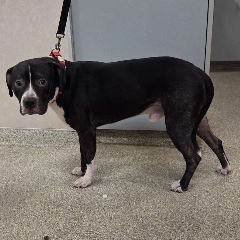 An adult medium-sized male Black Mixed Breed dog named Blue for adoption in Jacksonville, FL