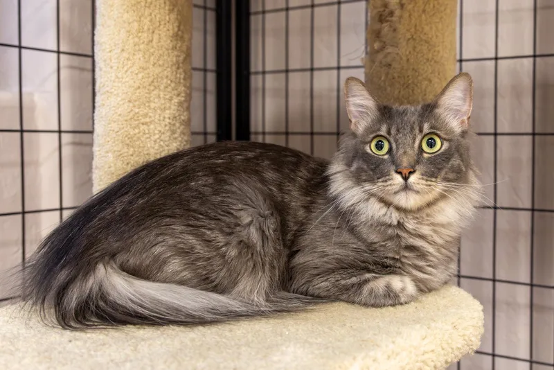 An adult medium-sized female Domestic Long Hair cat named Gretl for adoption in Fountain Hills, AZ