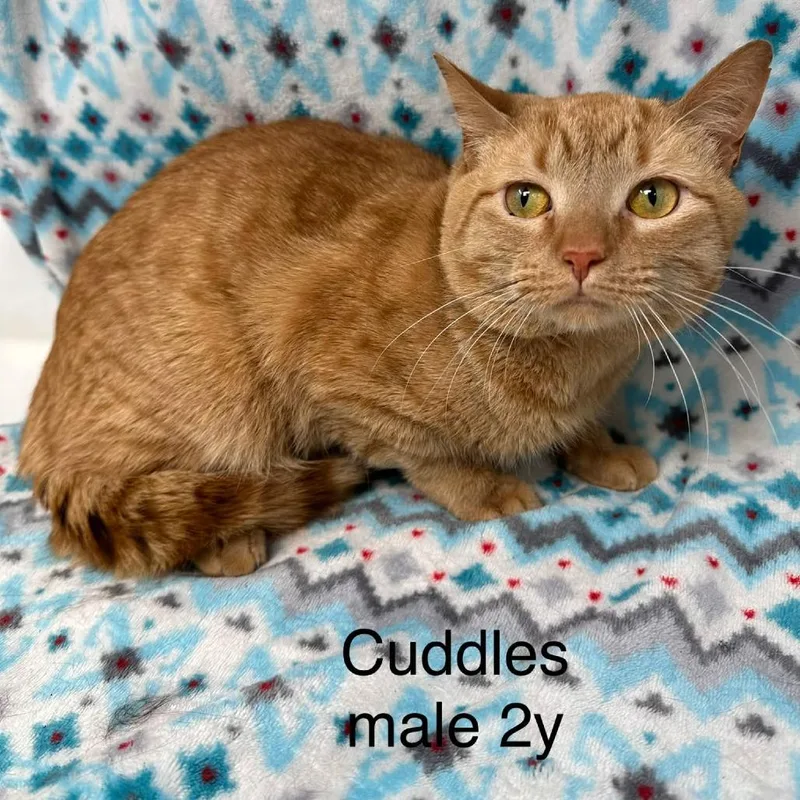 An adult medium-sized male Domestic Short Hair cat named Cuddles for adoption in New Tazewell, TN