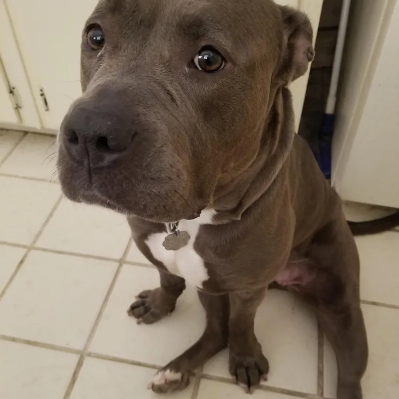 An adult medium-sized female Gray / Blue / Silver Pit Bull Terrier dog named Chloe for adoption in Phoenix, AZ