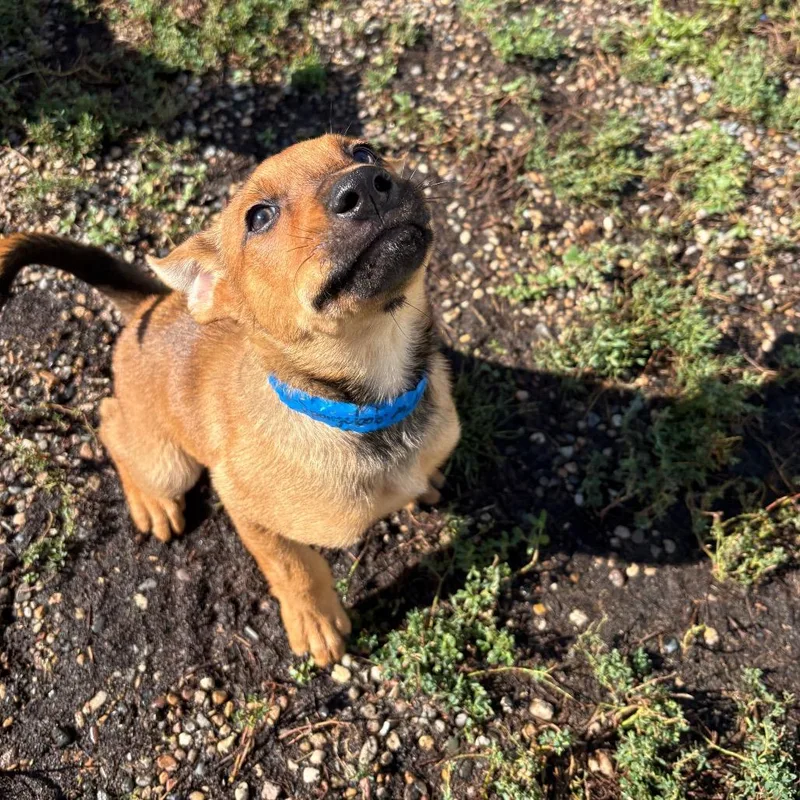 A baby small-sized male Shepherd dog named SpongeBob for adoption in West Des Moines, IA