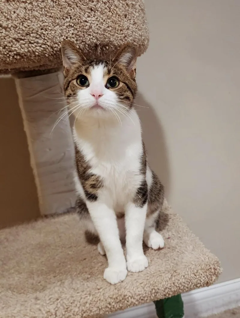 A young medium-sized male White Tabby cat named Little Guy for adoption in New Albany, OH