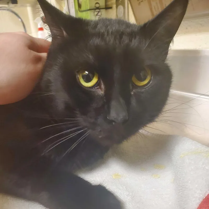 An adult large-sized male Black Domestic Medium Hair cat named Nico for adoption in Asheville, NC