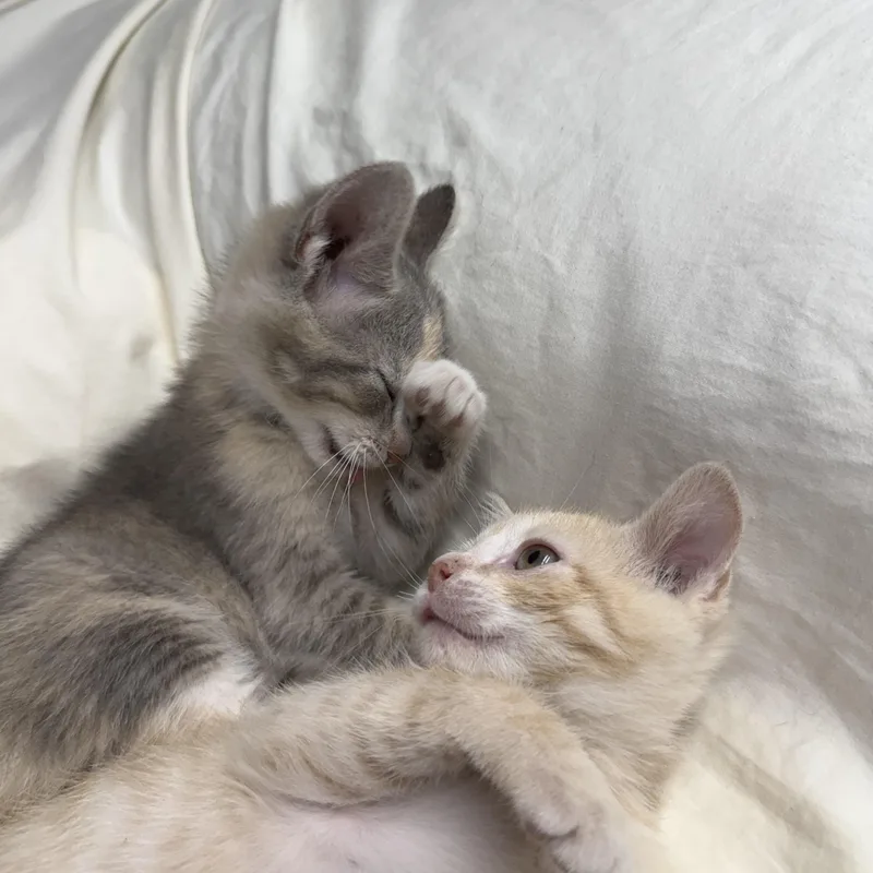 Aries & Mars