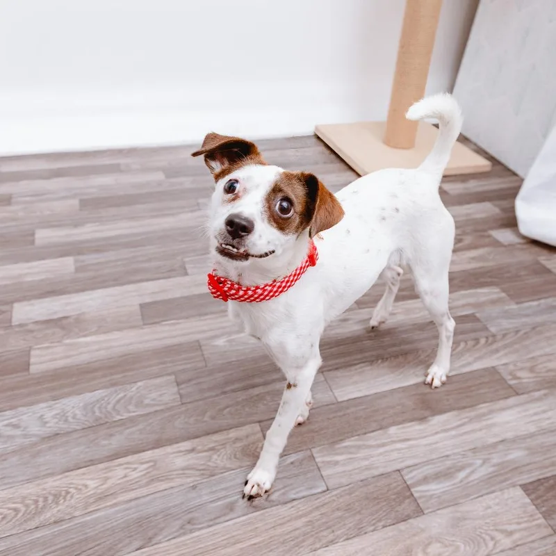 An adult small-sized female Chihuahua dog named Anastasia for adoption in Los Angeles, CA