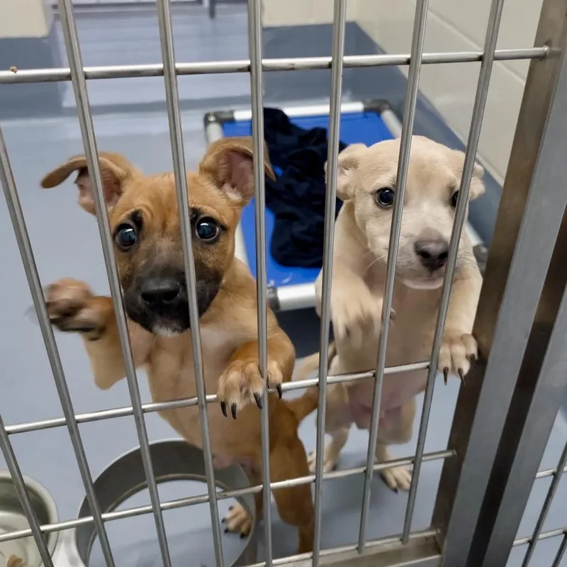 A baby small-sized male Brown / Chocolate Terrier dog named Phillip Ecas for adoption in Pleasanton, CA