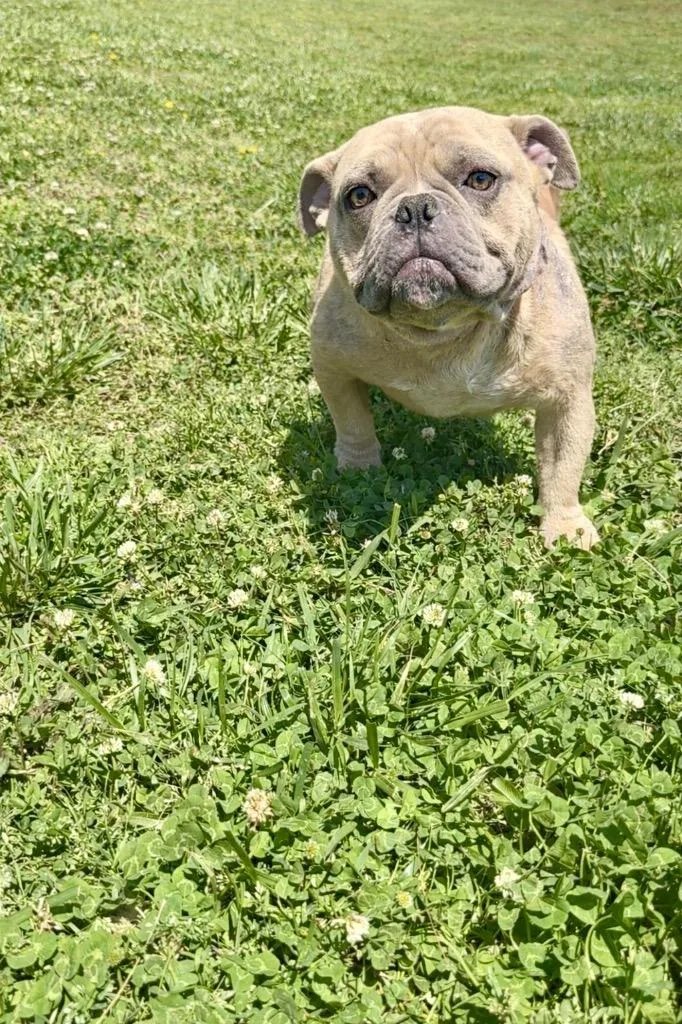 An adult medium-sized male Affenpinscher dog named Potatoe for adoption in Chickamauga , GA