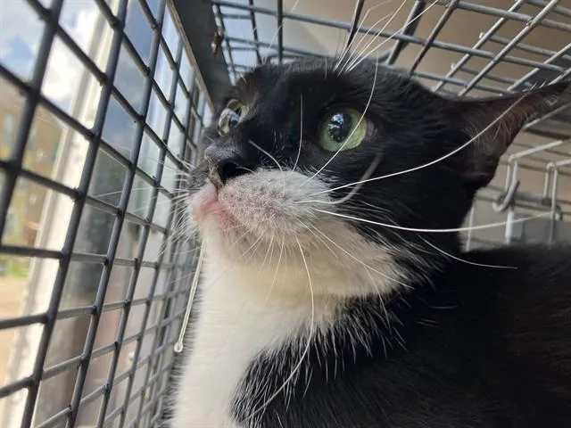 An adult large-sized female Domestic Short Hair cat named Gabriella for adoption in Dallas, TX