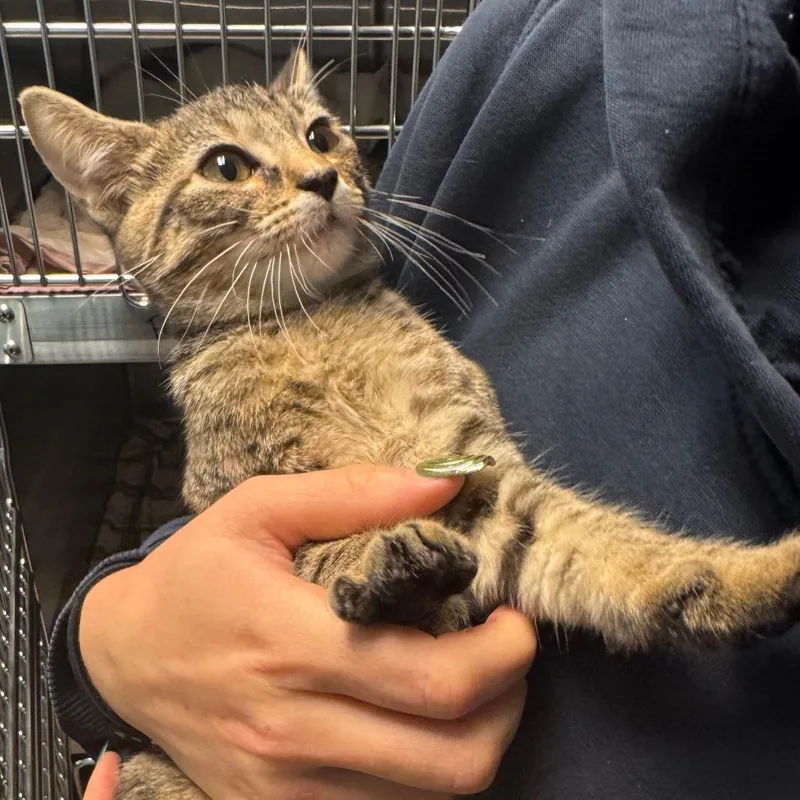 A baby small-sized female Gray / Blue / Silver Domestic Short Hair cat named Lowla for adoption in Columbus, GA