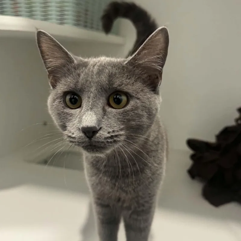 A young small-sized female American Shorthair cat named Fiddle for adoption in Danbury, CT