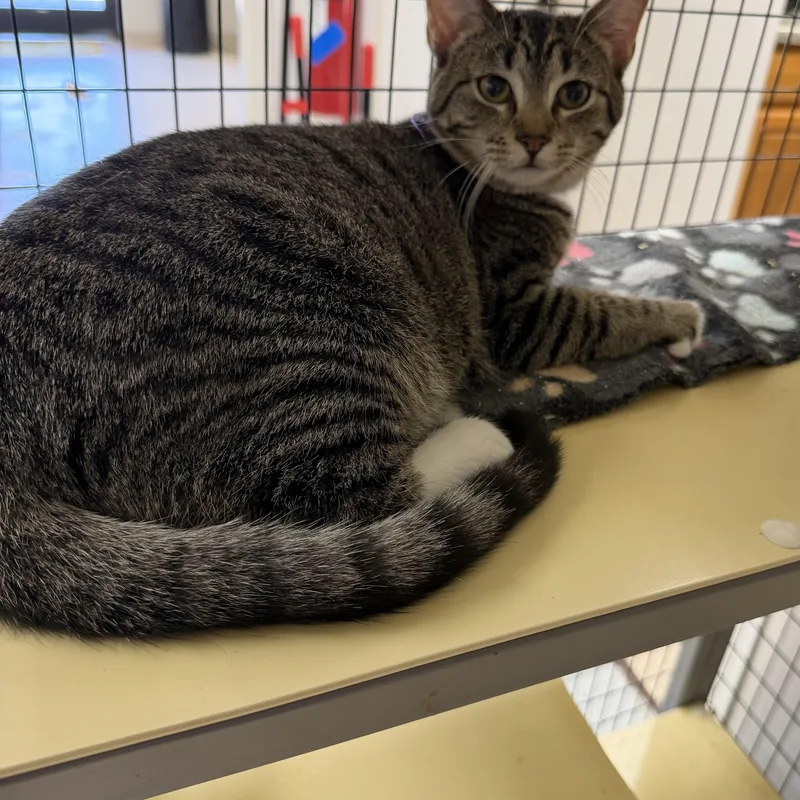 A young medium-sized male Domestic Short Hair cat named Socks for adoption in Senatobia, MS