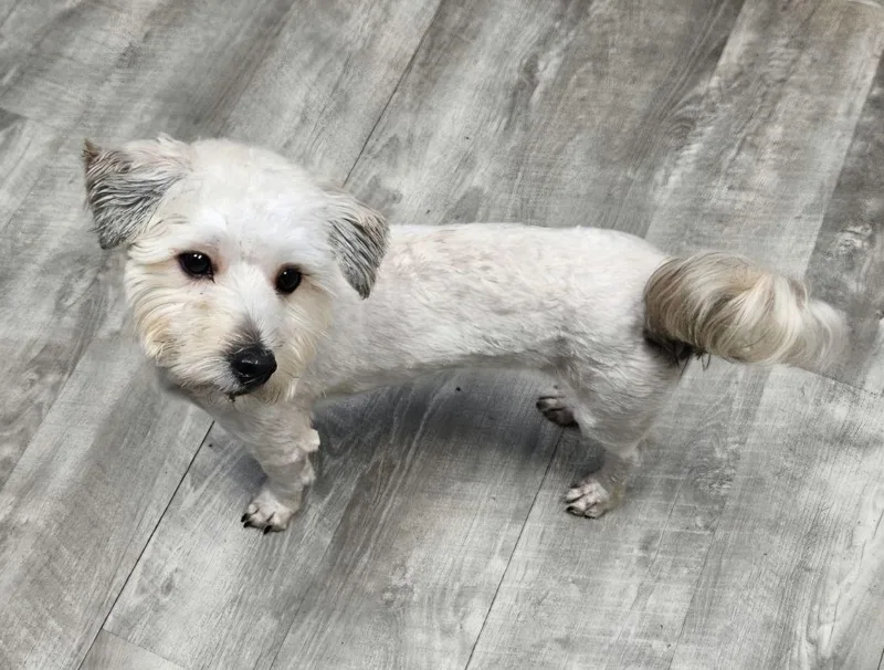 Fonzie